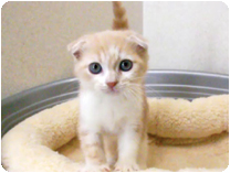 スコティッシュフォールド by NIPPON PET（大垣）