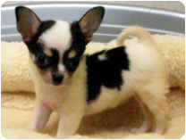 チワワ（スムースコート）