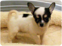 チワワ（スムースコート） by NIPPON PET（大垣）