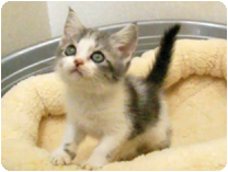 スコティッシュフォールド by NIPPON PET（大垣）