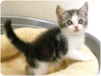 スコティッシュフォールド