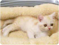 スコティッシュフォールド by NIPPON PET（大垣）