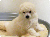 トイプードル by NIPPON PET（大垣）