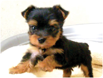 ヨークシャーテリア