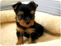 ヨークシャーテリア by イズミペット（岐阜）