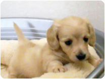 カニンヘンダックスフンド by NIPPON PET（大垣）