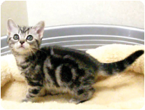 アメリカンショートヘアー