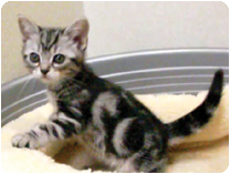 アメリカンショートヘアー by NIPPON PET（大垣）