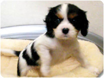 キャバリア by イズミペット（岐阜）