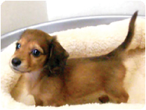 ミニチュアダックス