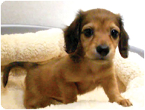 ミニチュアダックスフンド(ロングーヘアー) by イズミペット（岐阜）