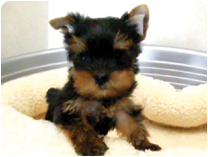 ヨークシャーテリア