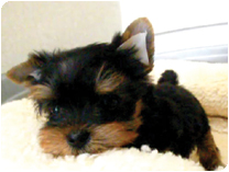 ヨークシャーテリア by NIPPON PET（大垣）