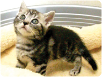 アメリカンショートヘアー by NIPPON PET（大垣）