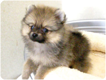 ポメラニアン