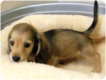 カニンヘンダックス