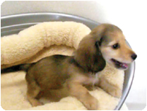 カニンヘンダックスフンド by NIPPON PET（大垣）