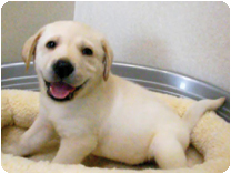 ラブラドール・レトリバー by イズミペット（岐阜）
