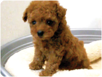 トイプードル by NIPPON PET（大垣）