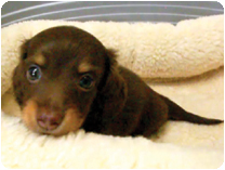 カニンヘンダックス