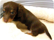 カニンヘンダックスフンド by NIPPON PET（大垣）