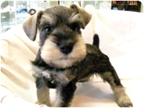 ミニチュアシュナウザー