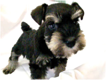 ミニチュアシュナウザー