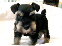 ミニチュアシュナウザー by イズミペット（岐阜）