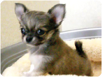 チワワ（ロングコート）