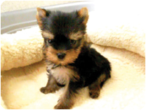 ヨークシャーテリア