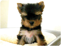 ヨークシャーテリア by イズミペット（岐阜）