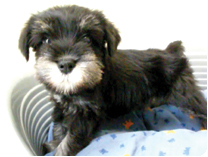 ミニチュアシュナウザー