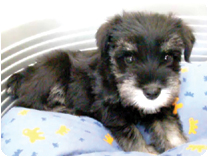 ミニチュアシュナウザー by NIPPON PET（大垣）