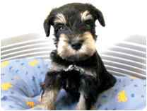 ミニチュアシュナウザー