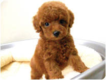 トイプードル by NIPPON PET（大垣）