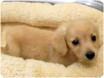 カニンヘンダックスフンド by NIPPON PET（大垣）