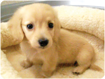 カニンヘンダックスフンド