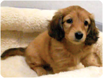 カニンヘンダックスフンド by NIPPON PET（大垣）