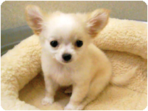 チワワ（ロングコート）by NIPPON PET（大垣）