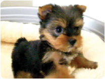 ヨークシャーテリア