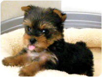 ヨークシャーテリア by イズミペット（岐阜）