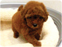 トイプードル by イズミペット（岐阜）