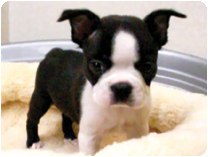 ボストンテリア by NIPPON PET（大垣）