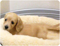 ミニチュアダックス