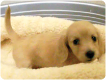 ミニチュアダックス（ロングヘアー） by イズミペット（岐阜）