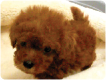 トイプードル by NIPPON PET（大垣）