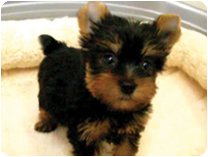 ヨークシャーテリア