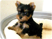 ヨークシャーテリア by NIPPON PET（岐阜、大垣のペットショップ）