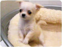 チワワ（ロングコート）