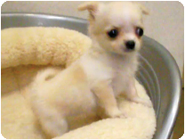 チワワ（ロングコート）by NIPPON PET（大垣）